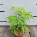 Baza červená (Sambucus racemosa) ´SUTHERLAND GOLD´ - výška 30-40 cm, kont. C2L